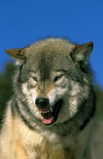 North American Grey Wolf (canis lupus occidentalis), Portrait of Adult Snarling, Canada, North