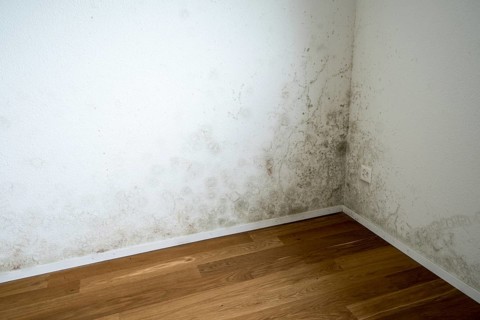 Wall with mould, empty flat