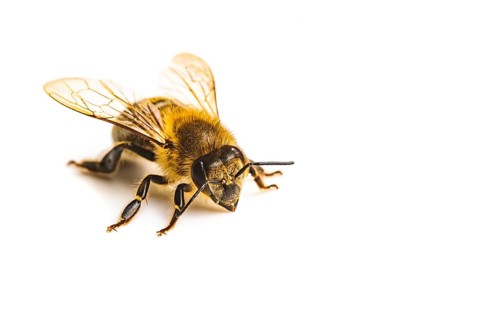 Honey bee macro, isolated on white background. Bee concept. Copy space on right