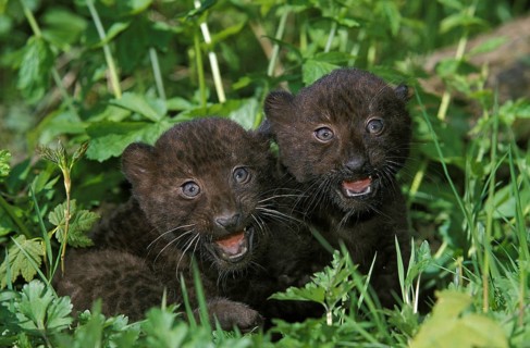 Black Panther (panthera pardus), Cub in Long Grass