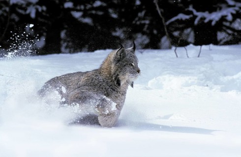 CANADIAN canada lynx (lynx canadensis), adult RUNS THROUGH THE SNOW, CANADA