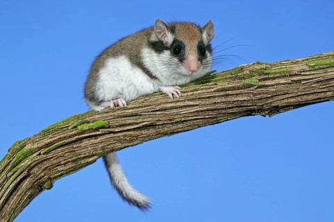 Garden dormouse (eliomys quercinus), ADULT AT NORMANDY IN FRANCE