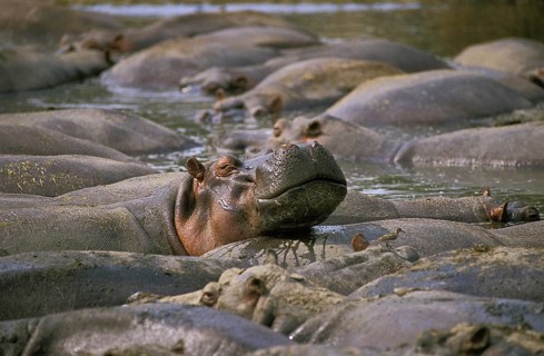 Hippopotamus (hippopotamus amphibius), Large Group at Virunga Park in Congo