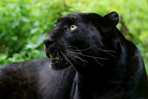BLACK PANTHER (panthera pardus), PORTRAIT OF ADULT