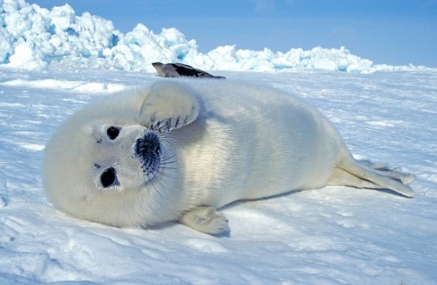 Harp seal (pagophilus groenlandicus), juvenile lying on ice floe, Magdalena Island, Canada, North