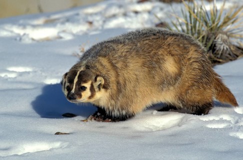 AMERICAN BADGER (taxidea taxus), ADULT ON SNOW, CANADA