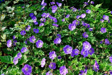 Cranesbill (Geranium), variety Rozanne, perennial, Germany, Europe