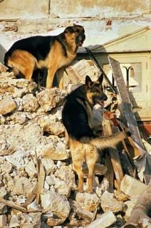 German Shepherd Dog at a Disaster Dog Training Course