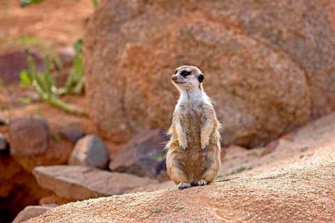 Meerkat (suricata suricatta), Adult sitting on Rock, Namibia, Africa