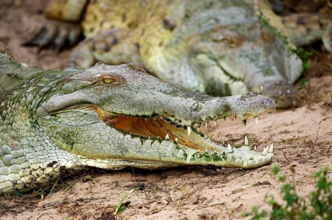 Orinoco Crocodile (crocodylus intermedius), Adult with Open Mouth Regulating Body Temperature, Los
