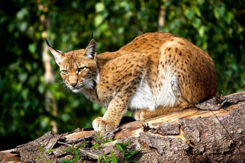 Siberian Lynx (lynx lynx wrangeli)