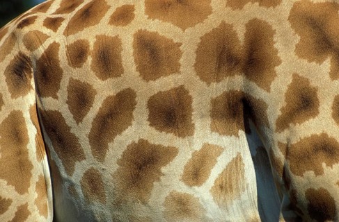 ROTHSCHILD'S GIRAFFE (giraffa camelopardalis rothschildi), CLOSE-UP OF SKIN, KENYA