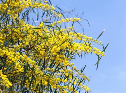 Mimosa Tree, Var in French Riviera