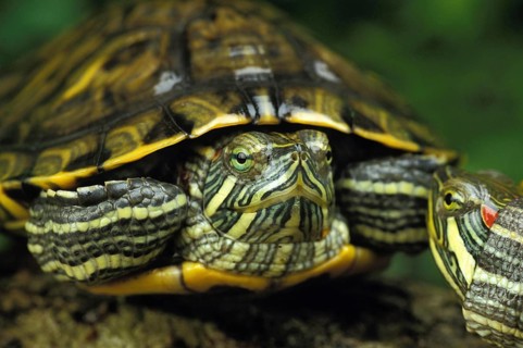 Red-Eared Terrapin (trachemys scripta elegans)