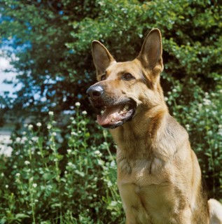 German Shepherd Dog, Portrait