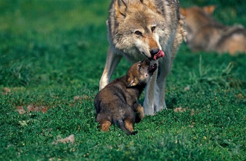 European Wolf (canis lupus), Mother with Pup