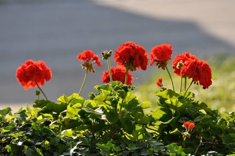 Red geraniums in a box, Pelargonium