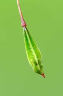 Himalayan Balsam (Impatiens glandulifera), seedhead, North Rhine-Westphalia, Germany, Indian
