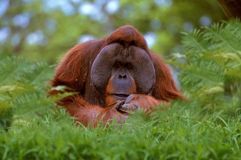 Sumatran orangutan, male (Pongo pygmaeus abelii), male