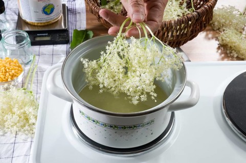 Elder (Sambucus nigra), production of elderberry ointment, elderflower, pot, cooking pot, stove,