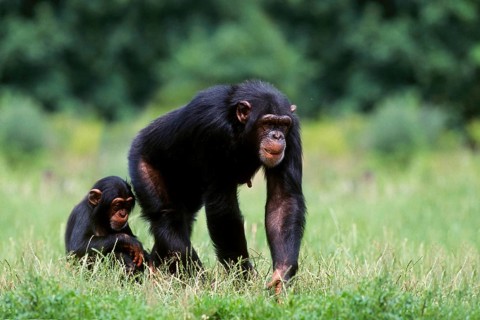 Chimpanzee (Primates) (Pan troglodytes), female with young (Africa) (Mammals) (Animals) (Apes)