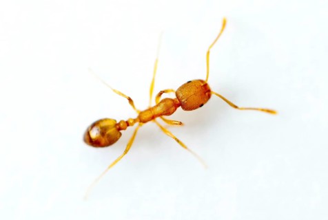 Pharaoh ant (Monomorium pharaonis), ant, ants