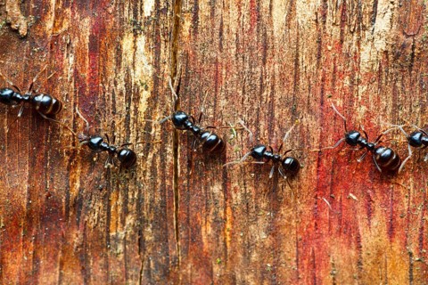 Lasius fuliginosus (Lasius fuliginosus), ant, ants, Schleswig-Holstein, Germany, Europe