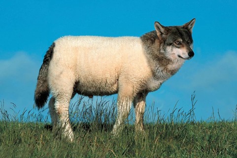 Wolf in sheep's clothing, mythical creature, sideways