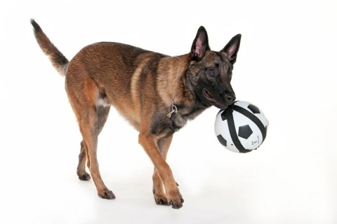 Malinois, Male, Young Dog, Mecheler, Belgian Shepherd, Young Dog, Ball, Toys