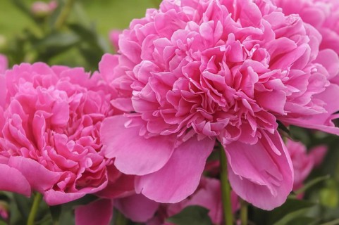 Macro close up view of beautiful pink Albert Crousse peonies Latin name Paeonia Lactifora Albert