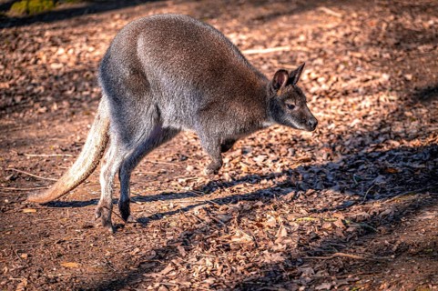 Wallaby kangaroo (Macropodidae) in its natural environment, Eisenberg, Thuringia, Germany, Europe