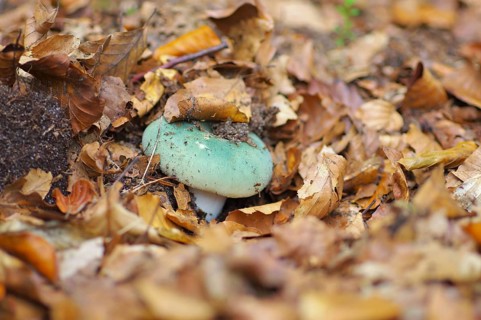 Green brittlegill, Russula virescens, green brittlegill, Russula virescensin in autumn forest