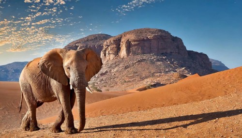 AI generated, animal, animals, mammal, mammals, biotope, habitat, two, hikes, hiking, dunes,