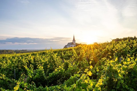 Green vineyards and old church, vineyards of the city of Frankfurt in Hochheim am Main, Germany,