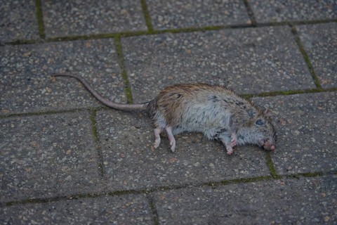 Dead Norway rat (Rattus norvegicus), food pest, disease vector, neozoon, rodent, rat, Schwäbisch