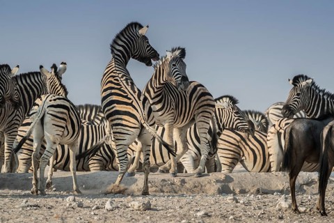 Steppe zebras (Equus burchelli) fighting, Etosha National Park, Namibia, Africa