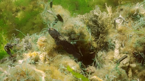 Dead Goby fish in lost fishing net lies on seabed on bright sunny day in Black sea, Ghost gear
