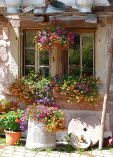 Poppeltal, Enzklösterle, Black Forest, Poppelhof, petunias blooming at the window outside