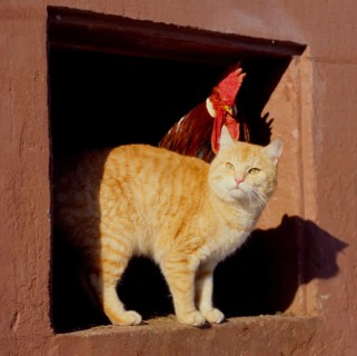 Wildcat (Felis silvestris) forma catus, red-cream with cock (Gallus gallus domesticus)
