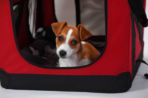 Jack Russell Terrier, puppy, 9 weeks, bitch, in open kennel, transport box, box, fabric box