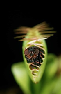 Venus flytrap, Venus flytrap, sundew family, carnivorous plants, CARNIVOROUS PLANT VENUS FLYTRAP