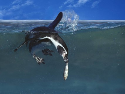 Humboldt Penguin (spheniscus humboldti), Adult fishing
