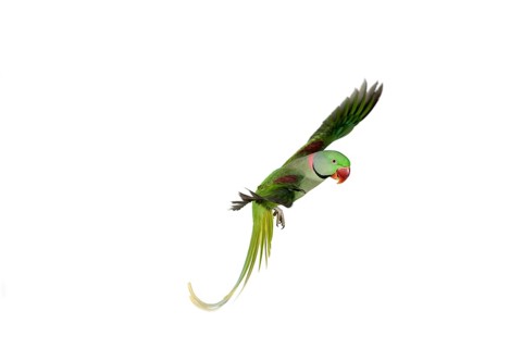Alexandrian parrot (Psittacula eupatria), adult in flight against white background