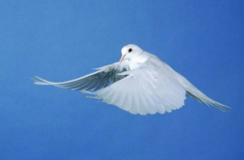 WHITE DOVE FLYING
