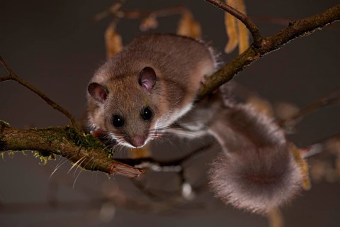 Edible or Fat Dormouse (Glis glis)