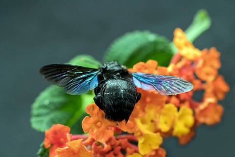 Blue carpenter bee (Xylocopa) sitting on a wood anemone (Lantana), Saranda, Albania, Europe