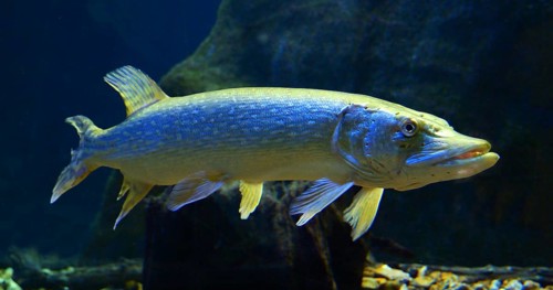 Northern Pike (esox lucius), Adult Swimming in Freshwater Aquarium in France