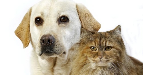 Yellow Retriever Labrador Female with Tortoiseshell Persian Domestic Female against White