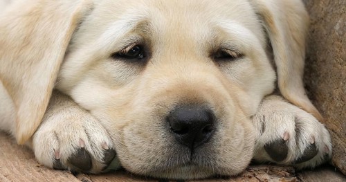 Labrador Retriever, Yellow Puppy sleeping in a Wheelbarrow, Normandy in France