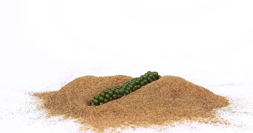 Fresh green pepper (piper nigrum), spice falling in pepper ground on white background